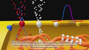 Потенциал действия клетки пейсмекера