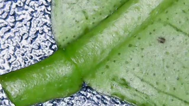 Паутинный клещ на лимоне под микроскопом смотреть онлайн