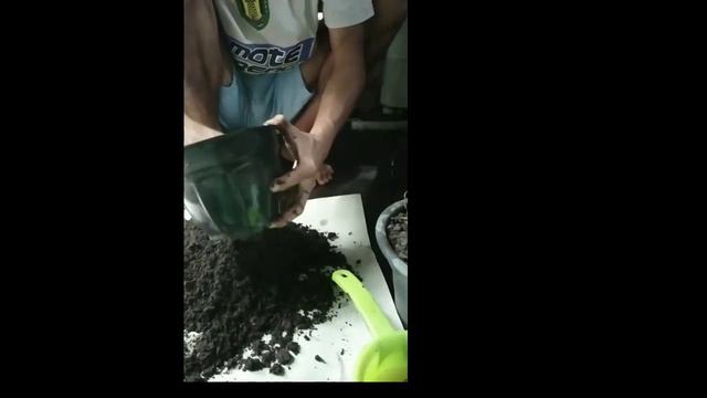 Gejala Daun Menguning di Tanaman Alocasia Bleck Valvet смотреть онлайн