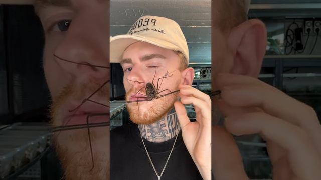 Ручные жуки и насекомые смотреть онлайн