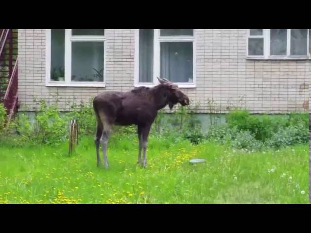 Лось пришел в детский сад