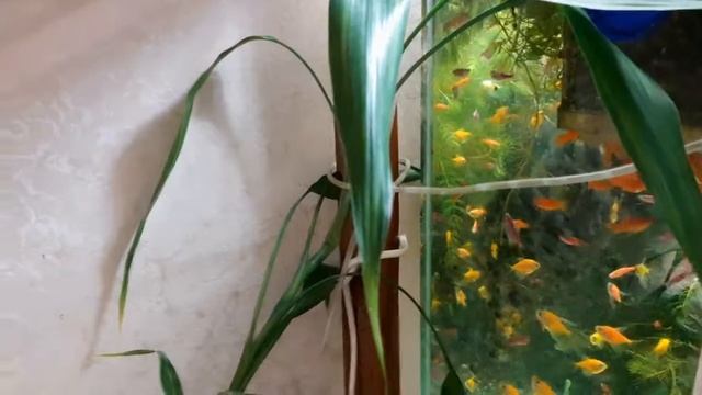 Бамбук в аквариуме смотреть онлайн