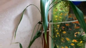 Бамбук в аквариуме