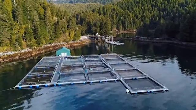 Whale Wisdom by Rick Rosenthal | SBIFF 2020 смотреть онлайн