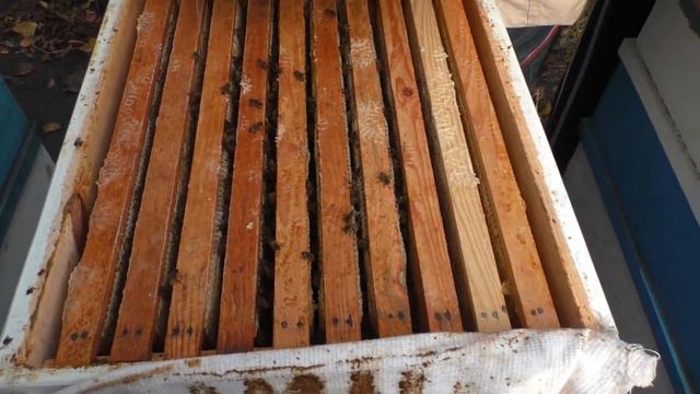 Этот ролик можно НЕ СМОТРЕТЬ.Состояние семей на точке у речки. Пчеловодство 2020 (04.11.2020г.) смотреть онлайн