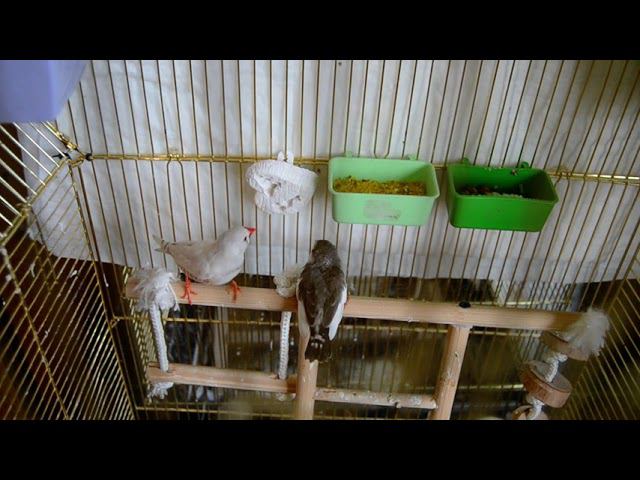 Как дела у наших Амадин? Птенец вылетел из гнезда смотреть онлайн