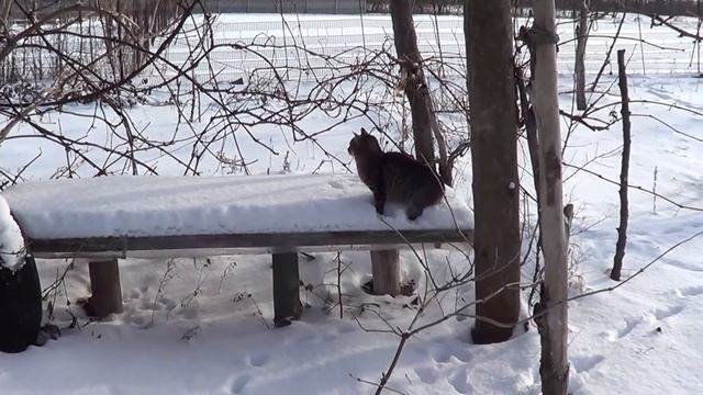 Вражий кот у ворот смотреть онлайн