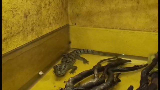 Крокодил видео