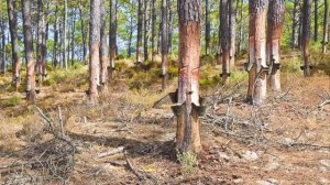 Подсочка Живицы,или же,вздымка....