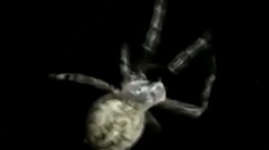 Почему в доме появляется много пауков и угрожают ли они хозяевам