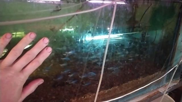 Лялиусы размножились! После зимнего простоя скважина на воду не работает! Пошло много корма в пруду смотреть онлайн