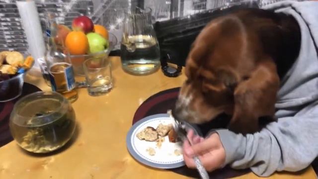 Коты приколы Собаки приколы Животные приколы 2018 Толстый Кот и Собака руками поедака смотреть онлайн