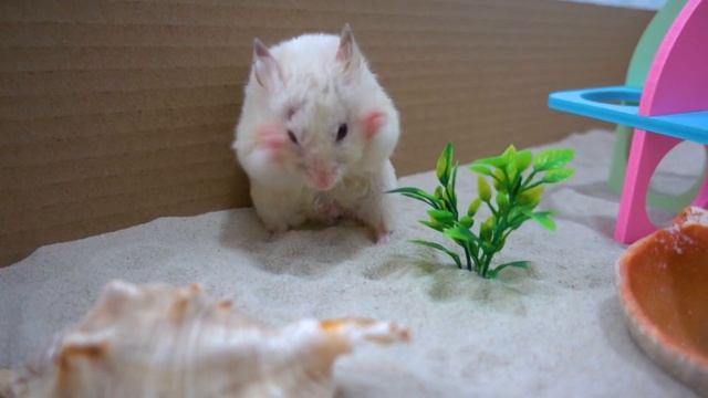 Syrian Hamster in Playground Sandbox ? DIY Hamster Sandpit ? Homura Ham смотреть онлайн
