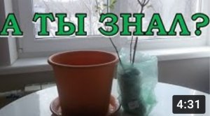 ЖИМОЛОСТЬ. Как сохранить саженец до высадки в грунт????