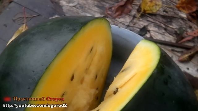 Дегустация своих АРБУЗОВ с жёлтой и красной мякотью. смотреть онлайн