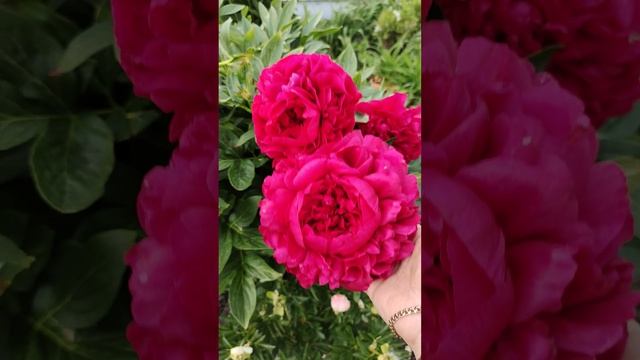 Пион Кэрол смотреть онлайн