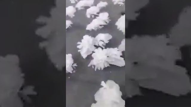 Цветы из снега смотреть онлайн