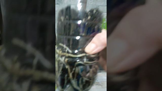 Инжир Брунсви́к и от Ульяны 27.12.22 смотреть онлайн