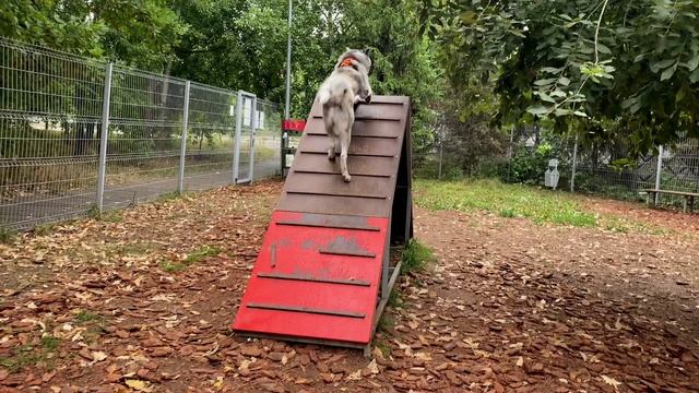 Не выполняет, а исполняет! смотреть онлайн