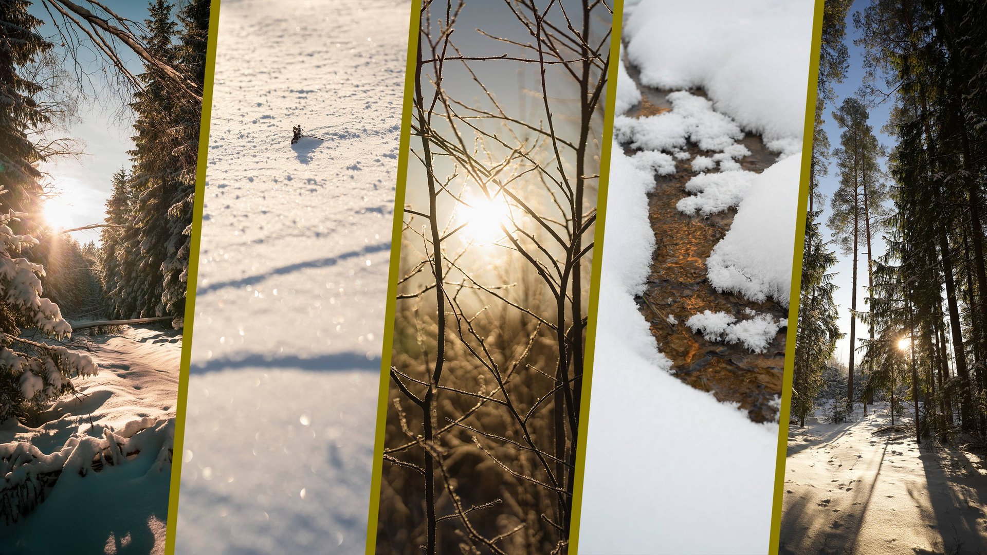 Зимний лес. Природа Беларуси и России смотреть онлайн