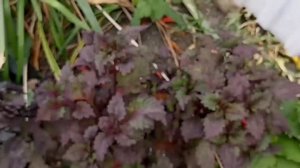 Колеусы. Обзор 3 часть .