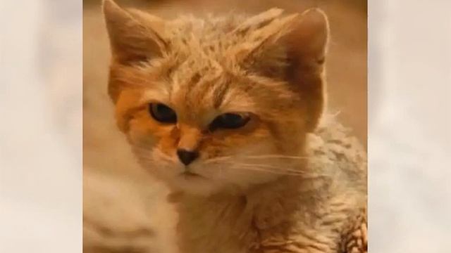 99 Кто из нас наглый: я или Валида? смотреть онлайн