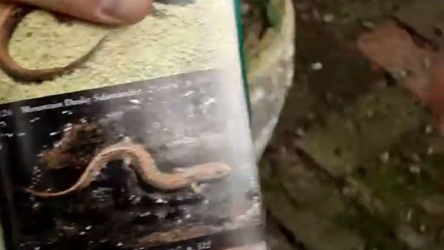 Sally the Cave Salamander смотреть онлайн