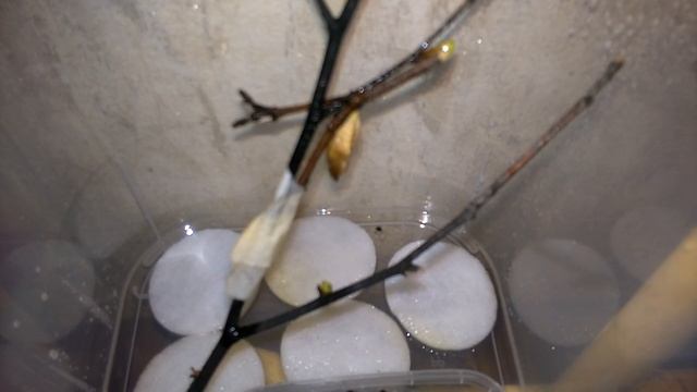 Рождение махаона из гусеницы смотреть онлайн