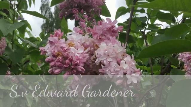 сорт сирени S.v Edward J.Gardener