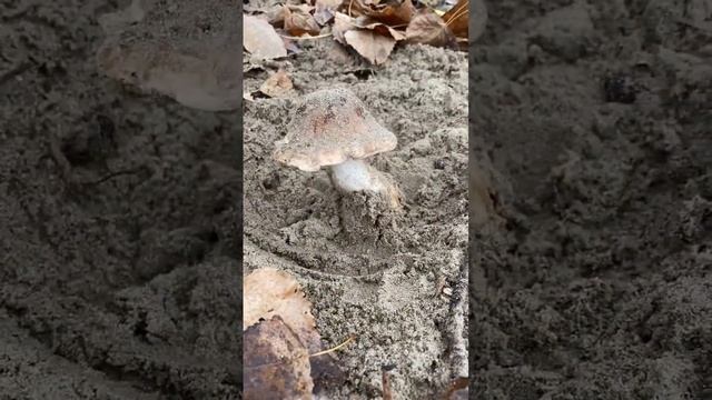 Грибы растут в песке на берегу речки. Что за гриб !? смотреть онлайн