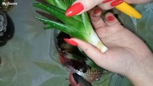 Сгнил Алоэ.Переукоренение.