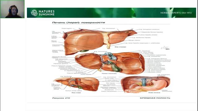 Печень жемчужина здоровья смотреть онлайн