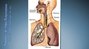 Биология 8 класс $20 Дыхание и его значение. Органы дыхания