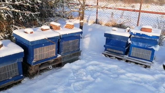 Коварные вопросы к пчеловоду! 8 февраля! смотреть онлайн