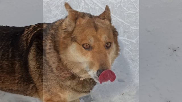 Веселей собаки нету существа смотреть онлайн