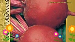 Свекла Бордо 237. Краткий обзор, описание характеристик, где купить семена Bordo 237