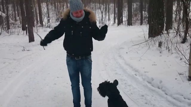 Чёрный миттельшнауцер смотреть онлайн