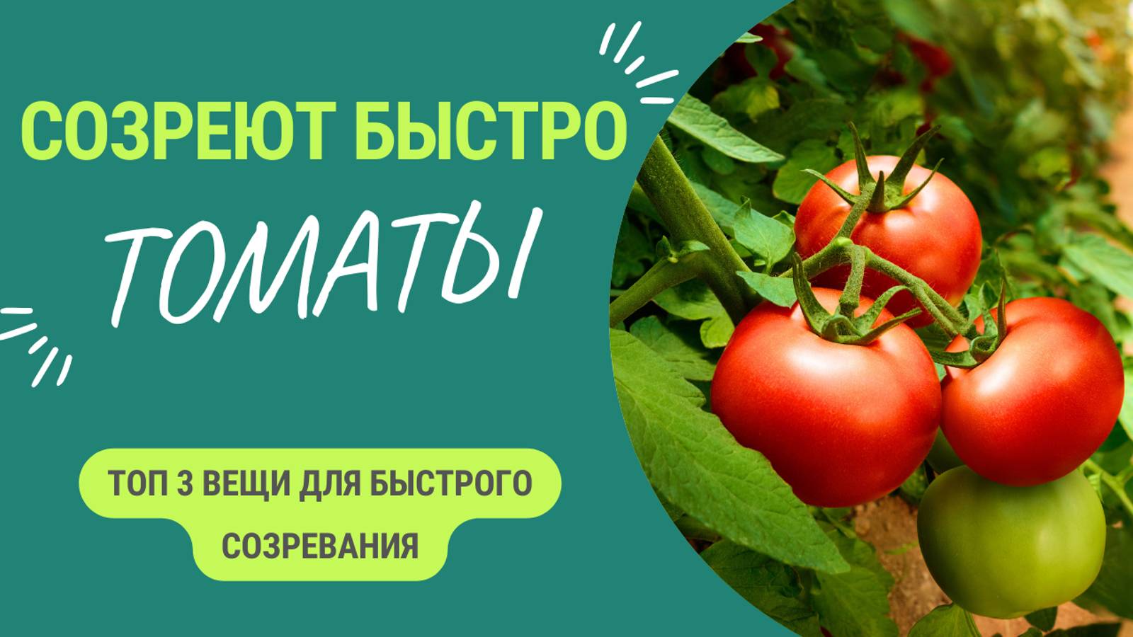 Это просто ✨волшебство✨. Томаты краснеют один за одним! смотреть онлайн