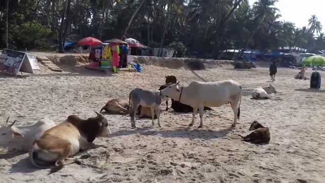 Пляж палолем. Материнская любовь. смотреть онлайн