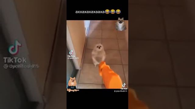 хахааааахаза немецкий шпиц🤣🤣🤣🤣🤣!