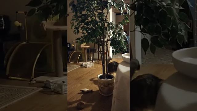 самая рычащая и нервная кошка для других, а для меня лялечка. она такая сладенькая и смешная. смотреть онлайн