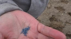 ПОСАДКА КАПУСТЫ В ГРУНТ. ХИТРОСТИ ПОСЕВА КАПУСТЫ. Садим-сеем. Мой опыт.