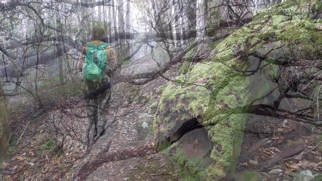 Antarctic Beech Forest, Gloucester Tops, NSW смотреть онлайн