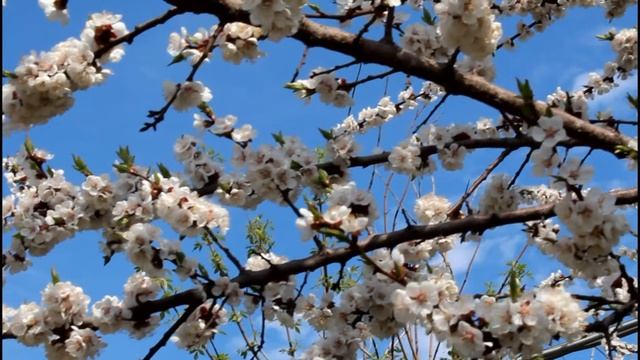 Цветение вишни и Крутицкое подворье / Sakura in Moscow смотреть онлайн