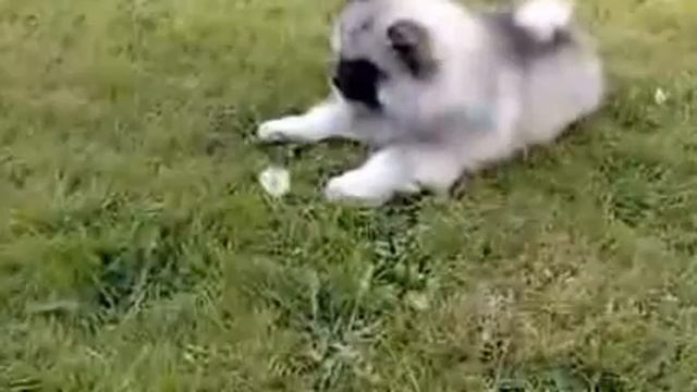 Супер подборка Смышленые собачки! смотреть онлайн