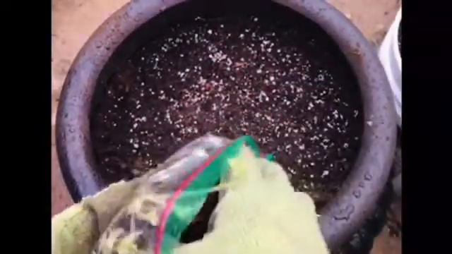 How to Plant Bareroot Strawberries | E13 #gardeningtips #strawberries #clausenworld смотреть онлайн