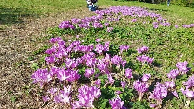 Крокусы осенние смотреть онлайн