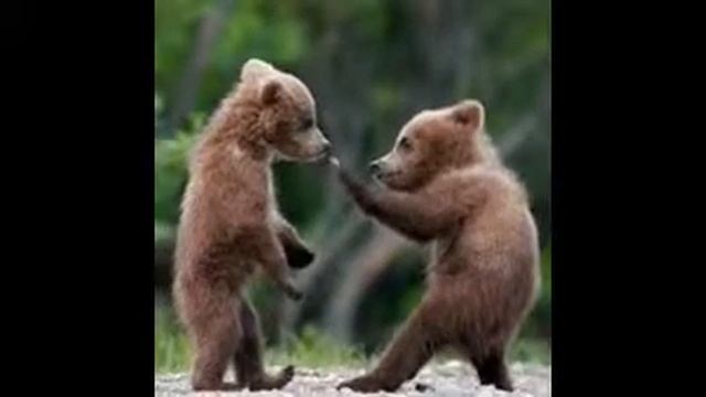 бурый медведь смотреть онлайн