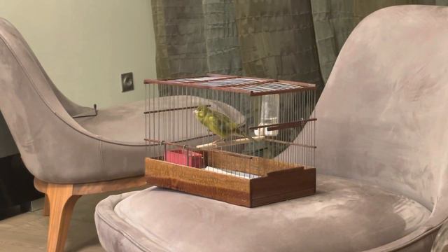 8 месяцев , г.р.2022, номер кольца136 , Самара смотреть онлайн