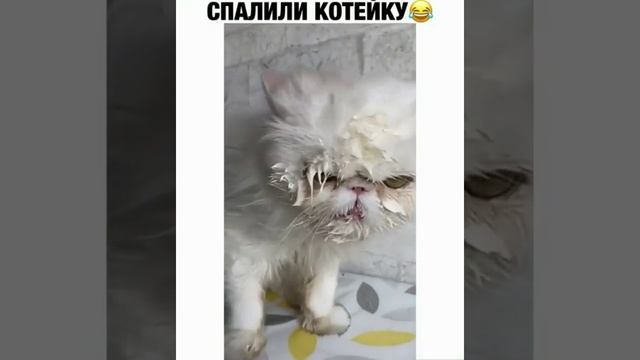 спалили котейку смотреть онлайн